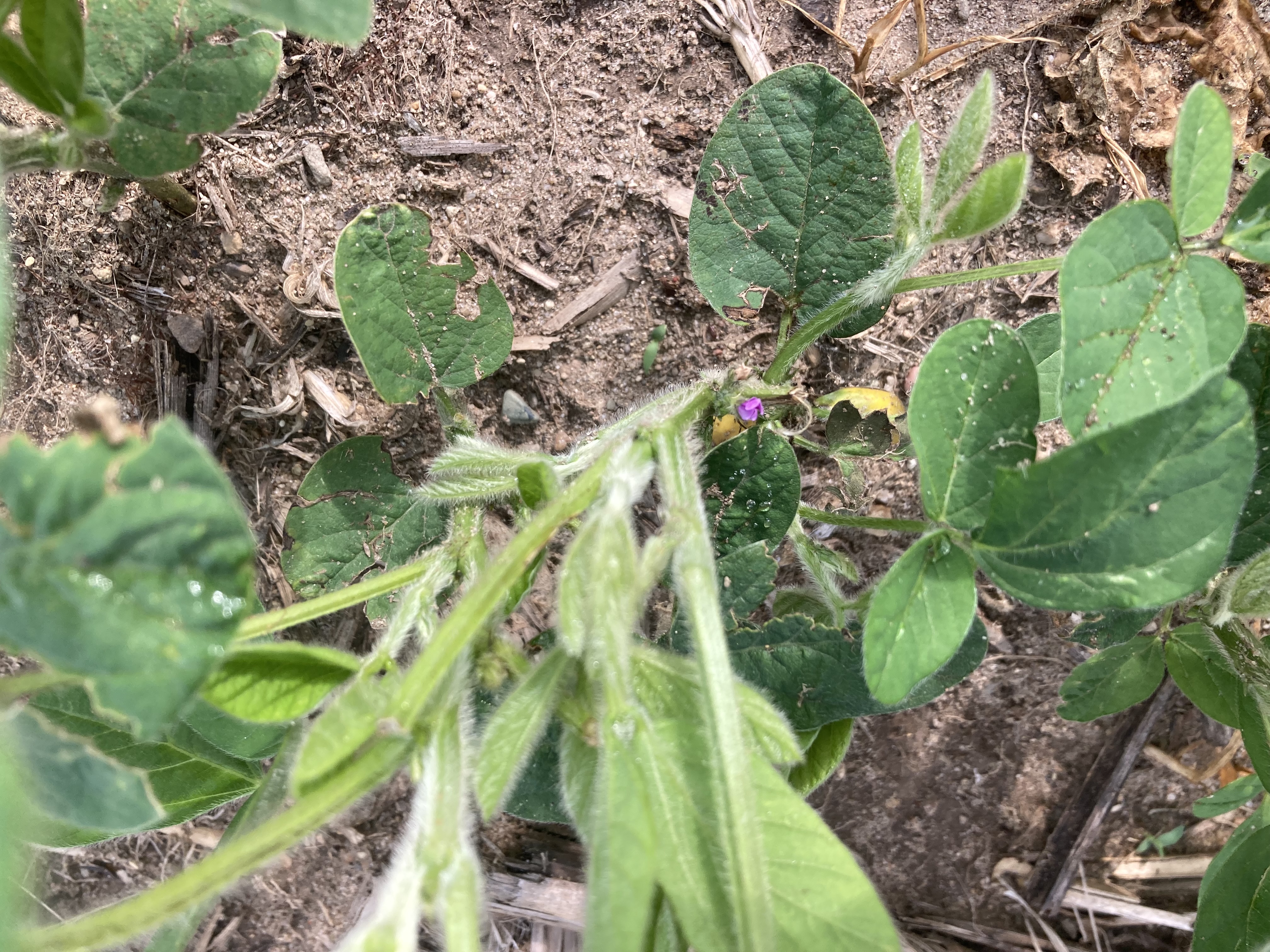 25 soybean flower 2.jpg